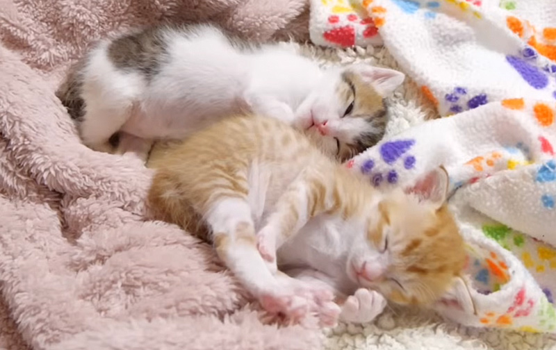 一緒に眠る子猫達