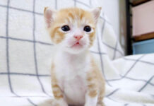 しょんぼりしちゃった子猫