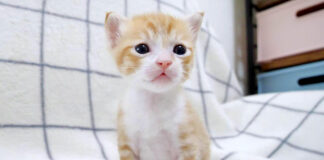 しょんぼりしちゃった子猫