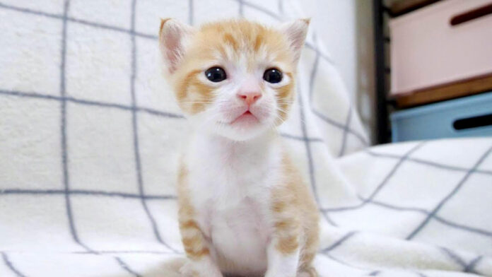 しょんぼりしちゃった子猫