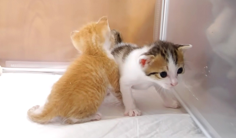 しょんぼりした子猫