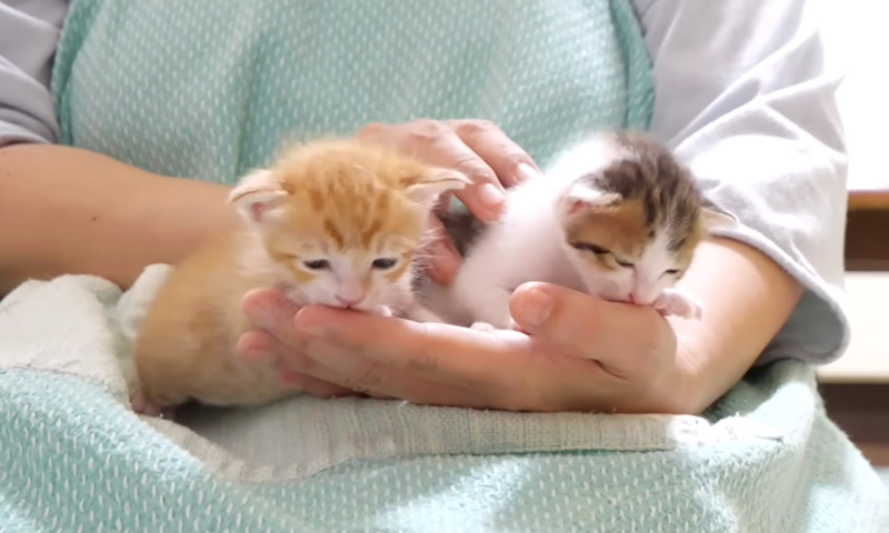 養育主さんに甘える子猫達