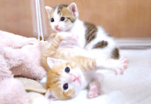 なかなか起き上がれない子猫