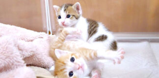 なかなか起き上がれない子猫