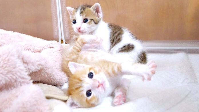 なかなか起き上がれない子猫