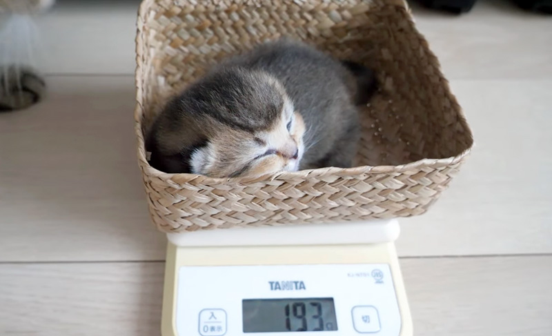 体重測定をする子猫
