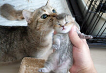 子猫を守る母猫