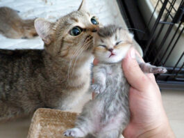 子猫を守る母猫