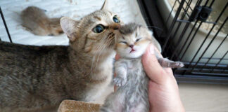 子猫を守る母猫