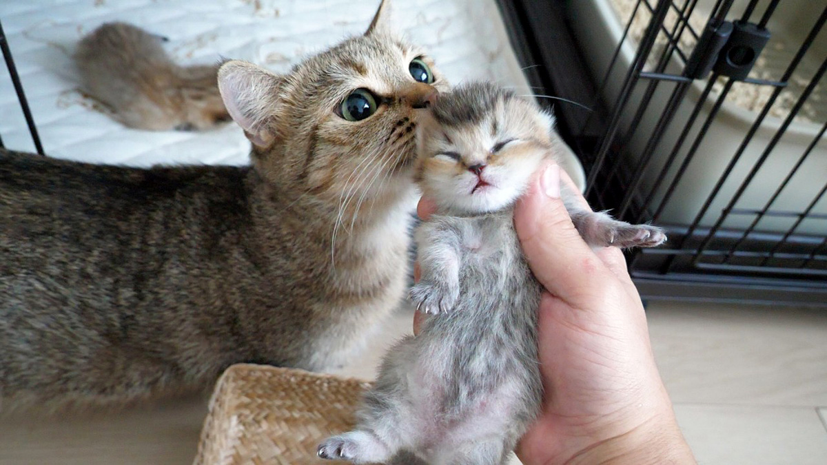 子猫の体重測定をすると怒っちゃうママ猫の姿に愛情を感じる (*´ｪ