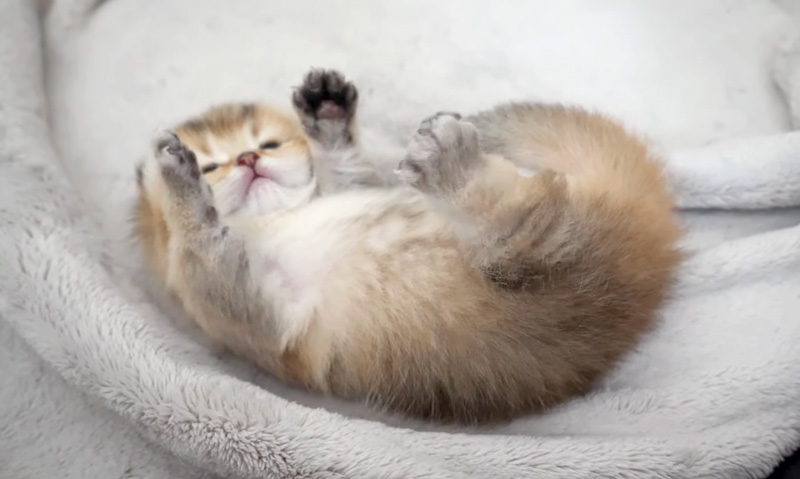 手足をバタバタさせる子猫