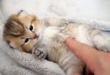 なかなか起き上がれない子猫