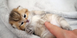 なかなか起き上がれない子猫