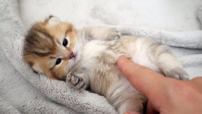 なかなか起き上がれない子猫