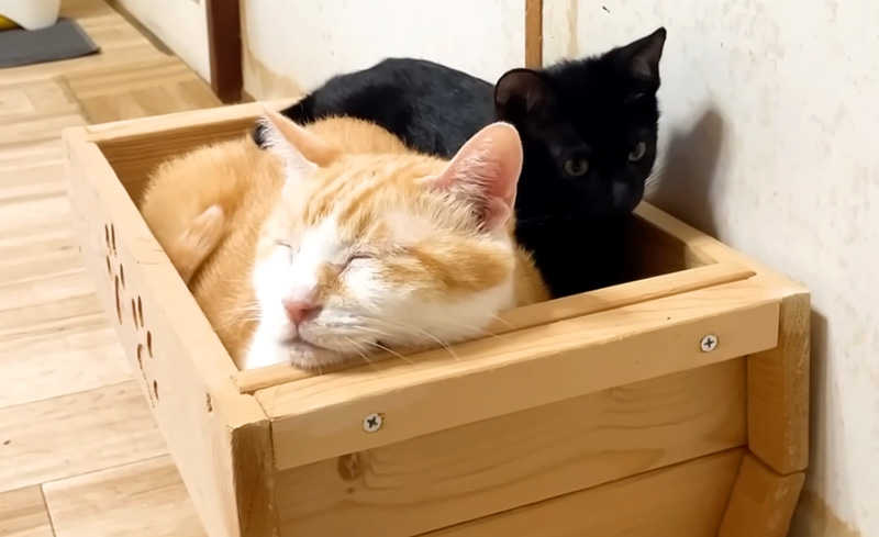 先住猫に寄り添う子猫