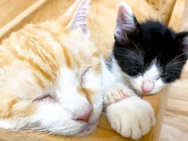 先住猫と手をつないで眠る子猫