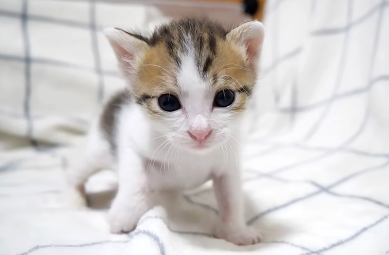 カメラに突進してくる子猫