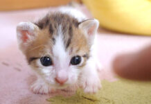 カメラに気づくと突進してくる子猫。その可愛すぎる足取りに思わず胸がキュンとする♡ カメラに突進してくる子猫