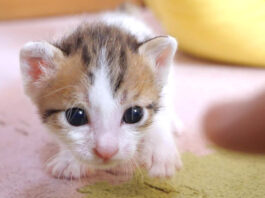 カメラに突進してくる子猫