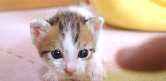 カメラに突進してくる子猫