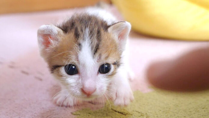 tossin_neko_title カメラに突進してくる子猫