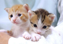 腕の中でくつろぐ子猫達