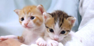 腕の中でくつろぐ子猫達