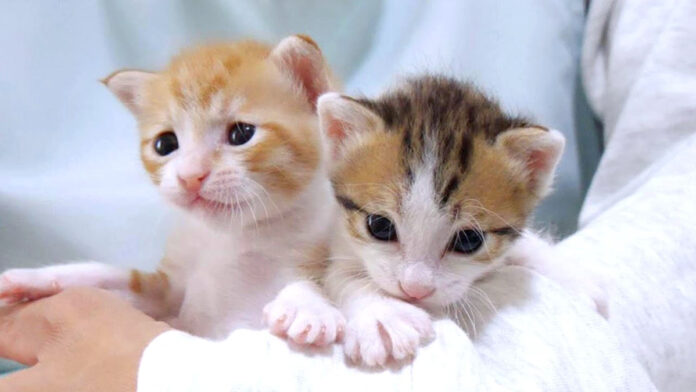 腕の中でくつろぐ子猫達