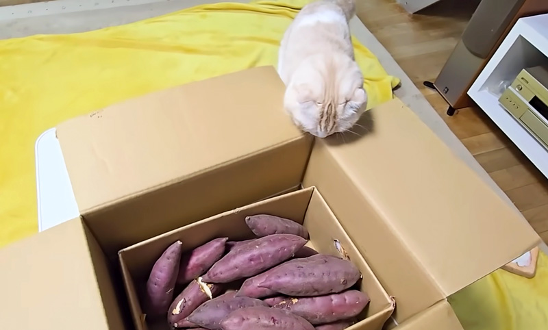 サツマイモが気になる猫