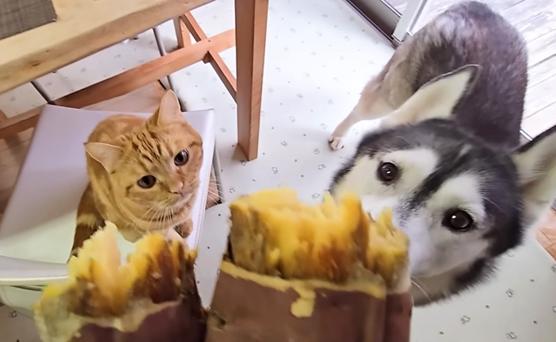 焼き芋が気になる子猫と犬