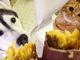 焼き芋が気になる子猫と犬