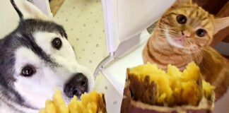 焼き芋が気になる子猫と犬