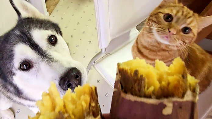 焼き芋が気になる子猫と犬