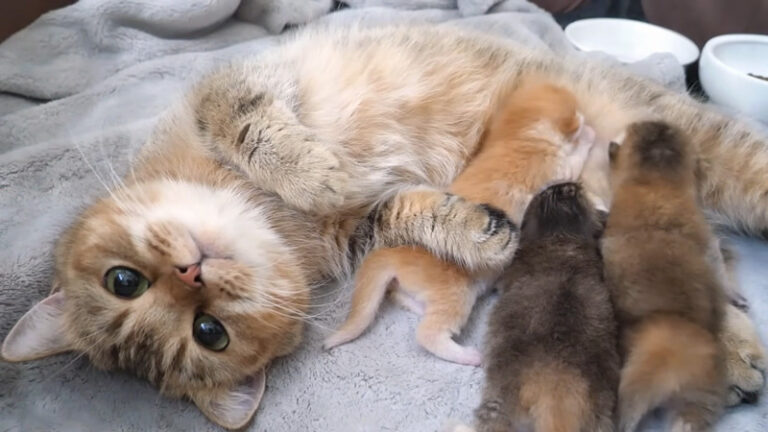 赤ちゃん猫を優しく抱きしめる母猫の姿に心がポカポカ温まる (*´ェ`*) | エウレカねこ部
