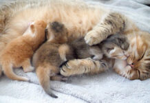 赤ちゃん猫を優しく抱きしめる母猫の姿に心がポカポカ温まる (*´ェ`*) 子猫達を優しく抱きしめる母猫