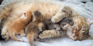 子猫達を優しく抱きしめる母猫