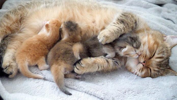 子猫達を優しく抱きしめる母猫