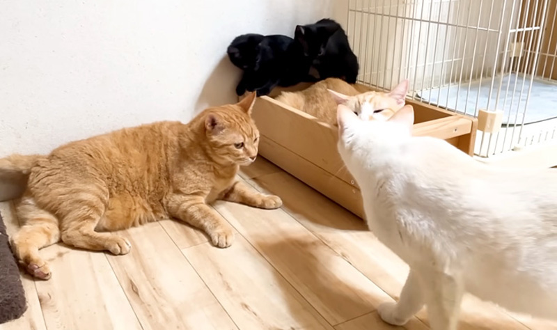 避難する子猫達