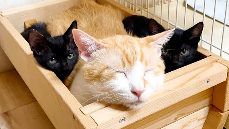 先住猫にくっつく子猫達