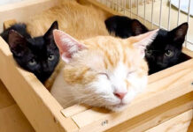 先住猫にくっつく子猫達