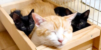 先住猫にくっつく子猫達