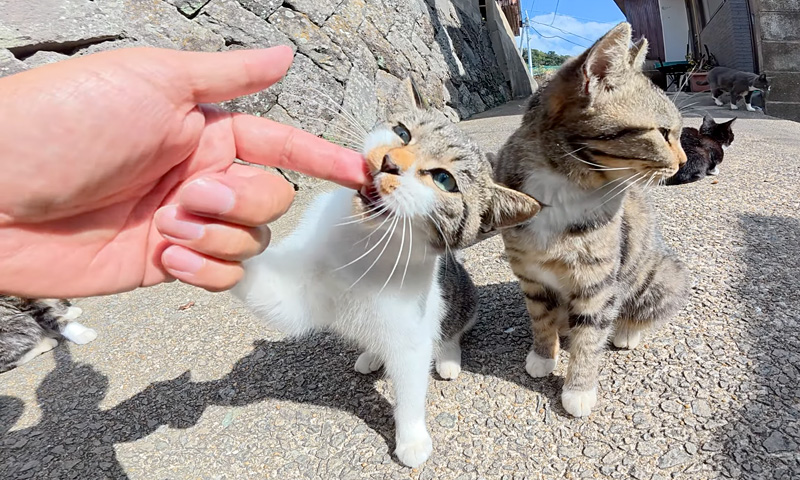 指をカプリとする子猫