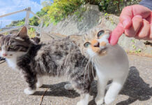 いっぱいナデナデして欲しい子猫