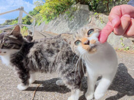 いっぱいナデナデして欲しい子猫