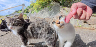 いっぱいナデナデして欲しい子猫