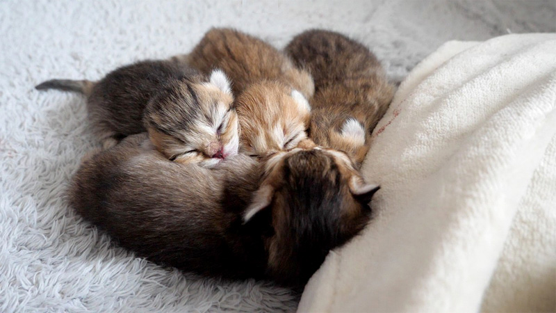 湯たんぽの心地良さを知ってしまった子猫達