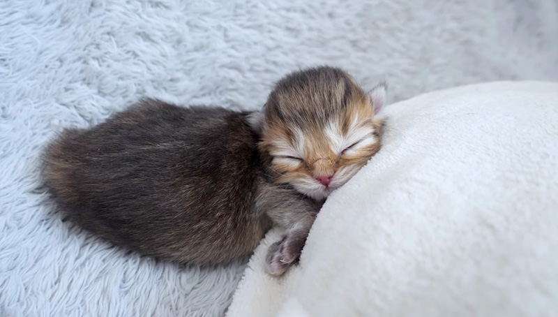 湯たんぽから離れない子猫