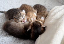 湯たんぽの心地良さを知ってしまった子猫達