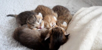 湯たんぽの心地良さを知ってしまった子猫達