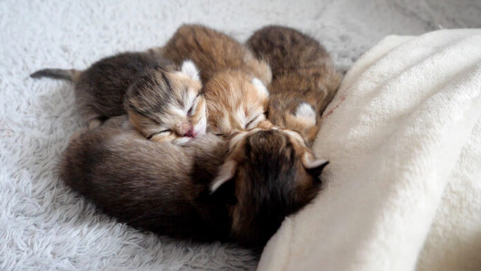 湯たんぽの心地良さを知ってしまった子猫達